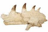 Mosasaur Jaw Section with Four Teeth - Morocco #189997-10